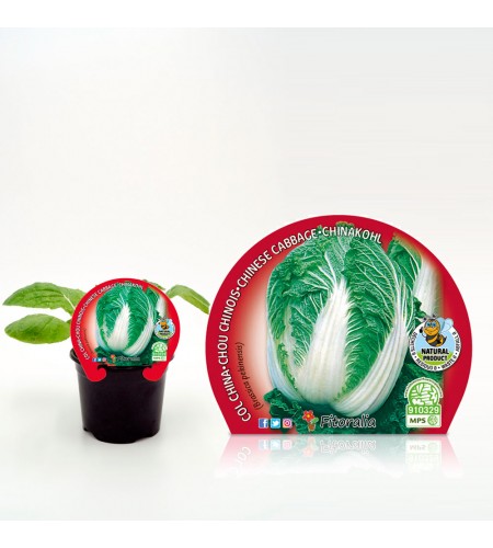 Col China M-10,5 Brassica pekinensis - 02025081 (1)