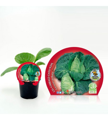 Col Corazón de Buey M-10,5 Brassica oleracea var. capitata - 02025052 (1)
