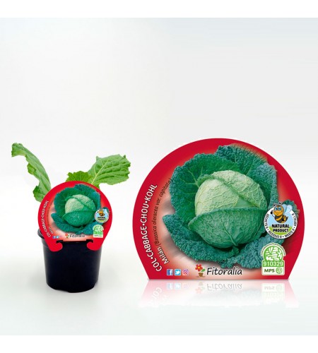 Col de Milán M-10,5 Brassica oleracea var. capitata - 02025053 (1)