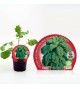 Col Kale M-10,5 Brassica acephala - 02025134 (1)