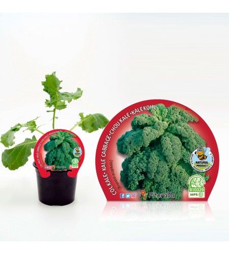 Col Kale M-10,5 Brassica acephala - 02025134 (1)