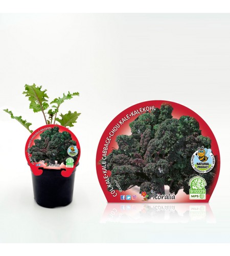 Col Kale Morada M-10,5 Brassica acephala - 02025149 (1)
