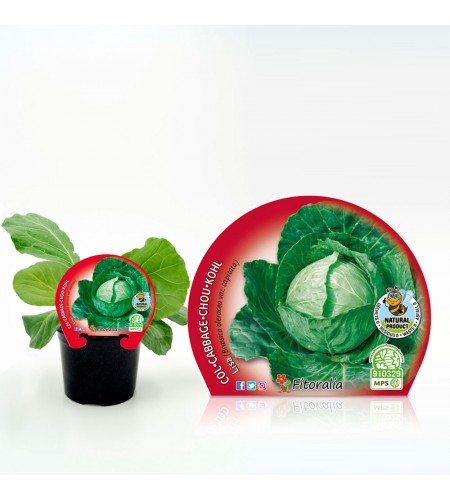 Col Redonda Lisa M-10,5 Brassica oleracea var. capitata - 02025100 (1)