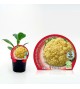 Coliflor Cheddar M-10,5 Brassica oleracea var. botrytis - 02025102 (1)