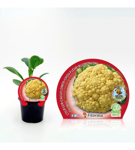 Coliflor Cheddar M-10,5 Brassica oleracea var. botrytis - 02025102 (1)