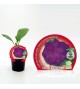 Coliflor Morada M-10,5 Brassica oleracea var. botrytis - 02025101 (1)