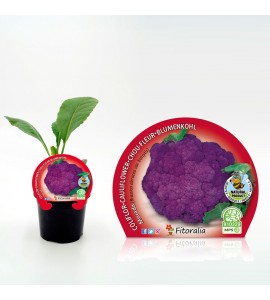Coliflor Morada M-10,5 Brassica oleracea var. botrytis - 02025101 (1)
