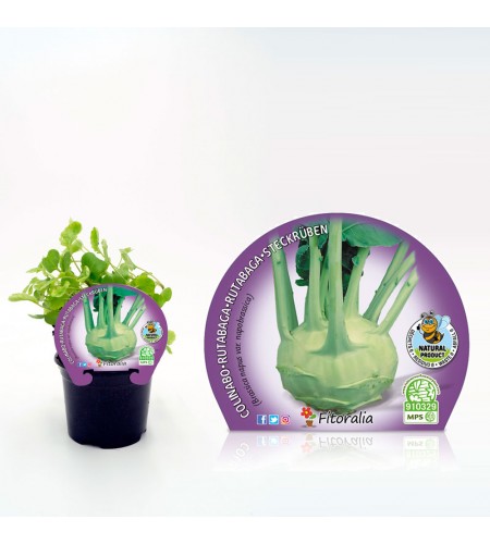 Colinabo M-10,5 Brassica napus var. napobrassica - 02025154 (1)