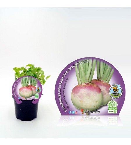 Colirrábano M-10,5 Brassica oleracea var. gongyloides - 02025155 (1)