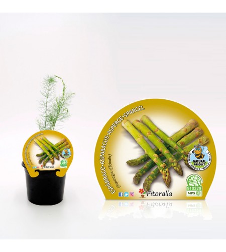 Espárrago M-10,5 Asparagus officinalis - 02025080 (1)