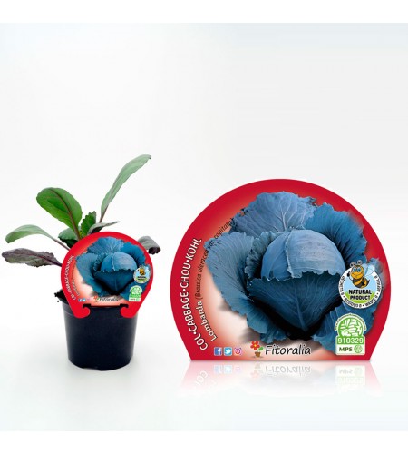 Col Lombarda M-10,5 Brassica oleracea var. capitata - 02025054 (1)