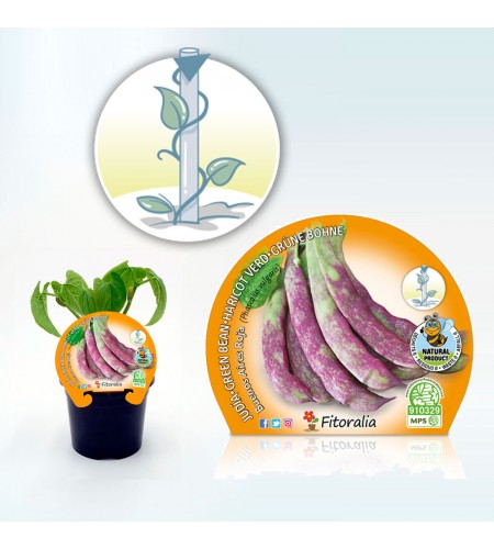 Judía Buenos Aires Roja M-10,5 Phaseolus vulgaris - 02025121 (1)