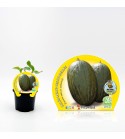 Melón Piel de Sapo M-10,5 Cucumis melo var. sacharinus