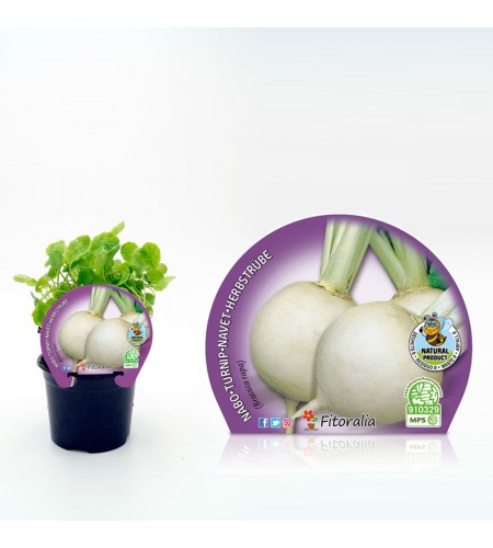 Nabo M-10,5 Brassica rapa - 02025104 (1)