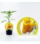 Pimiento Amarillo M-10,5 Capsicum annuum - 02025079 (1)