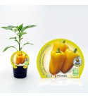 Pimiento Amarillo M-10,5 Capsicum annuum