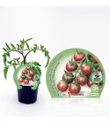 Tomate Cherry Black M-10,5 Solanum lycopersicum