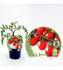 Tomate Cherry Garden Berry M-10,5 Solanum lycopersicum
