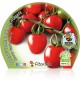 Tomate Cherry Garden Berry M-10,5 Solanum lycopersicum - 02025026 (1)
