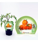 Tomate Cherry Naranjito M-10,5 Solanum lycopersicum