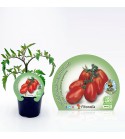 Tomate Cherry Pera M-10,5 Solanum lycopersicum