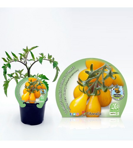 Tomate Cherry Yellow Pear M-10,5 Solanum lycopersicum - 02025112 (1)