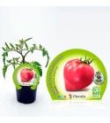 Tomate Corazón M-10,5 Solanum lycopersicum