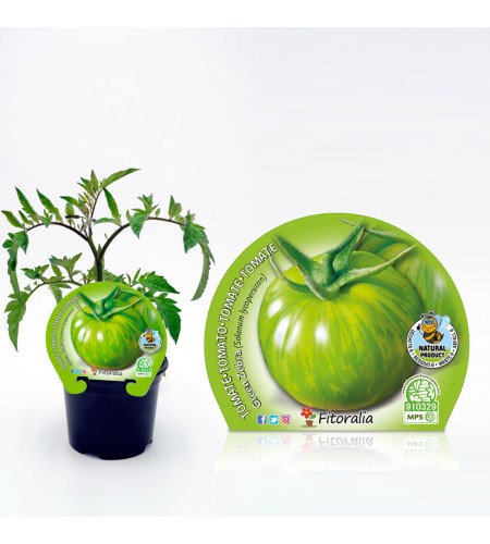 Tomate Green Zebra M-10,5 Solanum lycopersicum - 02025096 (1)