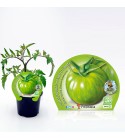 Tomate Green Zebra M-10,5 Solanum lycopersicum