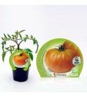 Tomate Muchamiel M-10,5 Solanum lycopersicum