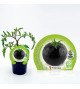 Tomate Negro Indigo Rose M-10,5 Solanum lycopersicum - 02025145 (1)