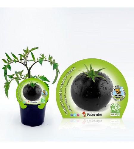 Tomate Negro Indigo Rose M-10,5 Solanum lycopersicum - 02025145 (1)