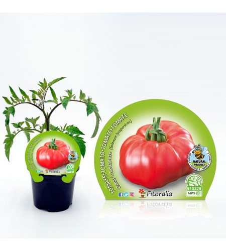 Tomate Omar Lebanese M-10,5 Solanum lycopersicum - 02025011 (1)