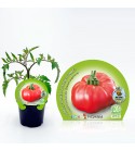 Tomate Omar Lebanese M-10,5 Solanum lycopersicum