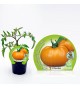 Tomate Orange Queen M-10,5 Solanum lycopersicum - 02025146 (1)