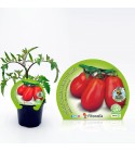 Tomate Pera Mata Alta M-10,5 Solanum lycopersicum