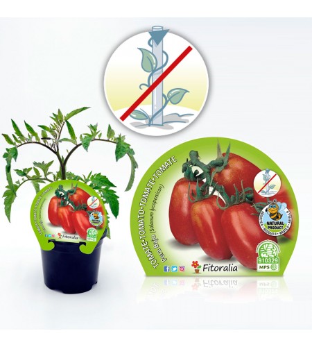 Tomate Pera Mata Baja M-10,5 Solanum lycopersicum - 02025017 (1)