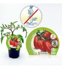 Tomate Pera Mata Baja M-10,5 Solanum lycopersicum