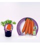 Zanahoria M-10,5 Daucus carota - 02025063 (1)