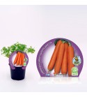 Zanahoria M-10,5 Daucus carota