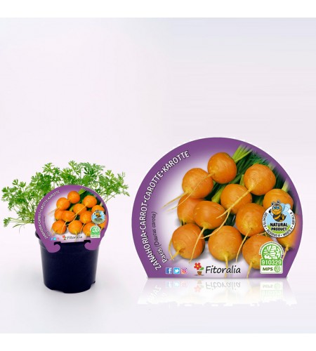 Zanahoria París M-10,5 Daucus carota - 02025127 (1)
