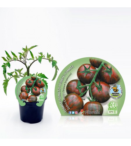 Tomate Cherry Zebra M-10,5 Solanum lycopersicum - 02025113 (1)