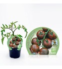 Tomate Cherry Zebra M-10,5 Solanum lycopersicum