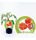 Tomate Voyage M-10,5 Solanum lycopersicum
