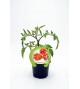 Tomate Voyage M-10,5 Solanum lycopersicum