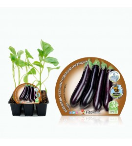 Pack Berenjena Larga Negra 6 Ud. Solanum melongena - 02031065 (1)
