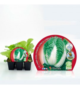 Pack Col China 6 Ud. Brassica pekinensis - 02031041 (1)