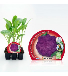 Pack Coliflor Morada 6 Ud. Brassica oleracea var. botrytis - 02031073 (1)