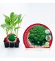 Pack Coliflor Romanesco 6 Ud. Brassica oleracea var. botry - 02031044 (1)