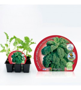 Pack Col Kale 6 Ud. Brassica acephala - 02031075 (1)